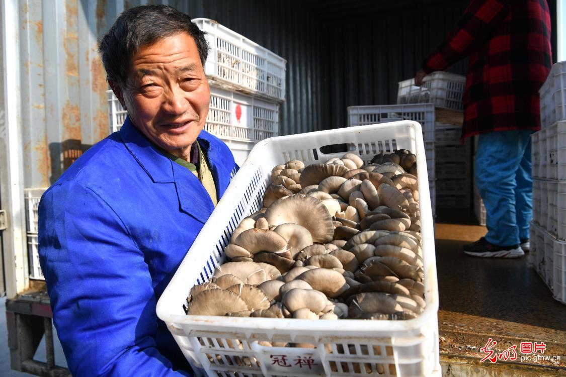 灵芝种植技术:解锁健康密码