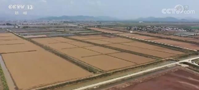 广东改良种植技术 4000亩“农业荒漠”盐碱地完成水稻春播