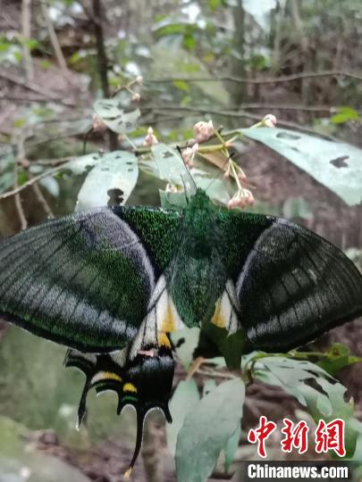 广西大明山发现国家一级重点保护野生动物——金斑喙凤蝶