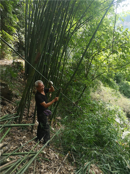 竹林为赤水市森林覆盖率排名全省第一立大功