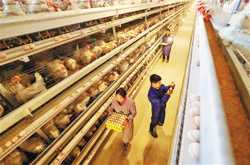全国鸡蛋批发价格7月以来持续上涨