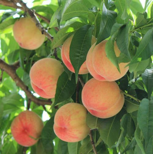 不同品种桃子的香气不同 基因密码来告诉你