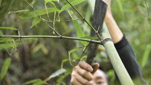 浙江安吉：着力发展壮大竹纤维产业
