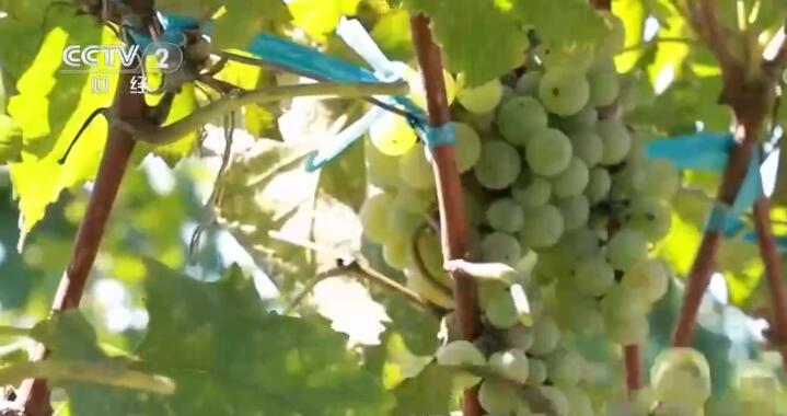 烟台蓬莱区酿酒葡萄进入成熟季，综合收入将达45亿元