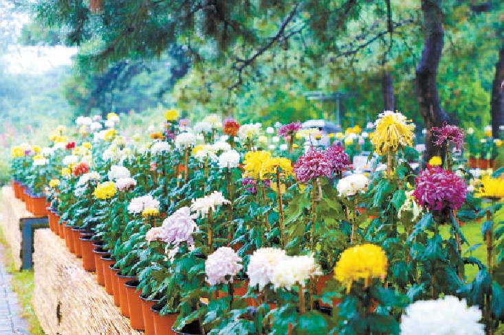 北京植物园第29届市花展开幕，需实名预约购票