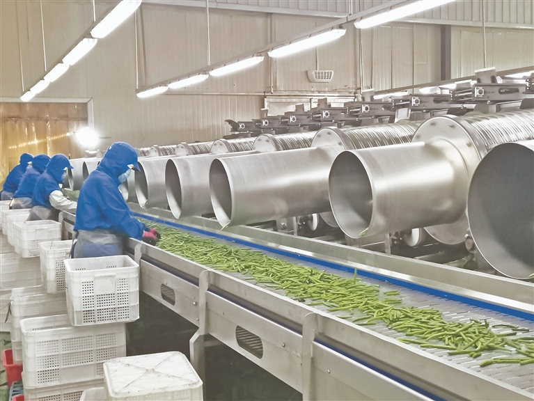 黑龙江兰西蔬菜产业发展，多方进行发力