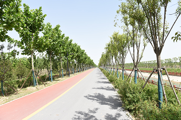 【母亲河畔的中国】建设黄河生态廊道 助力黄河生态保护