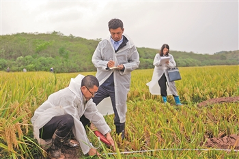 1603.9公斤 袁隆平团队研发的杂交水稻双季亩产刷新纪录