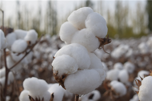 新疆的棉花开了 天山南北棉花迎来采收季