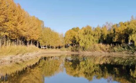 【母亲河畔的中国】黄河穿沙而入  内蒙古筑起“保卫黄河”绿色屏障