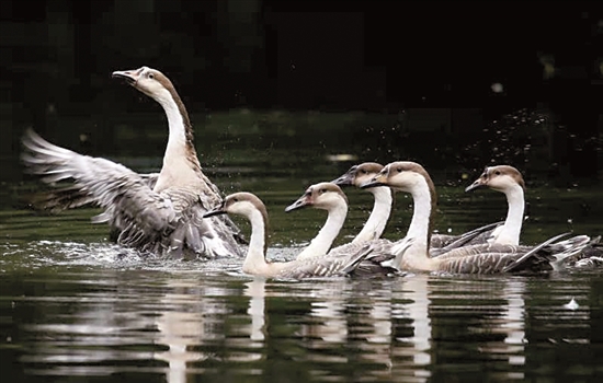 黑天鹅和鸿雁入住珠江公园，加固湿地围网建设