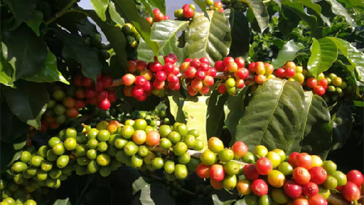 国家咖啡标准化区域服务与推广平台获批 提供七大服务内容