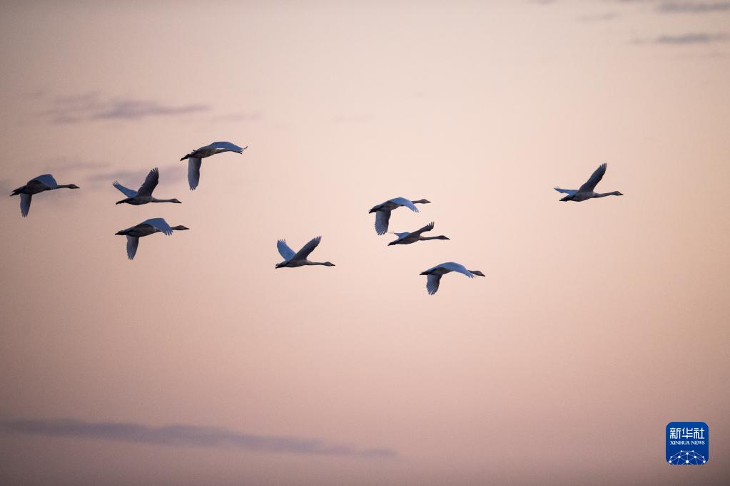 鹅鹅鹅儿歌视频舞蹈动作 20211124190004892843323.jpg