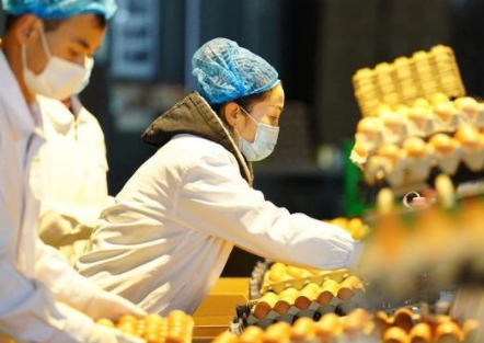 河北唐山：打造蛋鸡全产业链助增收