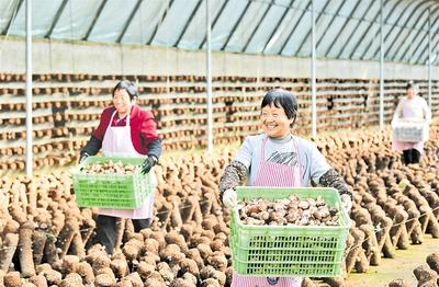 发展香菇产业 助力乡村振兴