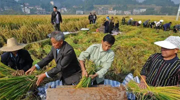 云南今年将推广杂交稻旱种50万亩