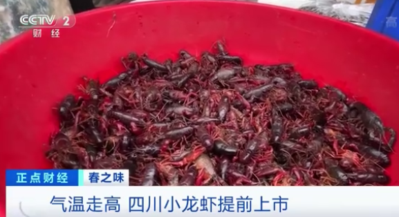 四川小龙虾的生长速度明显加快 提前迎来了销售旺季