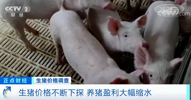 生猪价格连降6周 生猪养殖户表示养一头猪要亏500元
