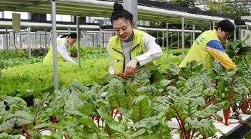 上海：农业复产率达93%以上 其中蔬菜类复产率达98%以上