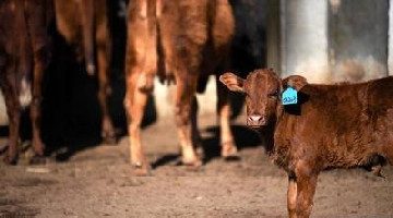 政策给底气，吉林桦甸肉牛产业快速发展