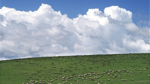 奋进新征程 建功新时代·大美边疆丨草茂羊肥生态美