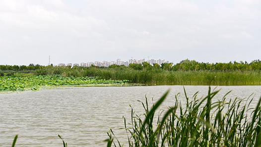奋进新征程 建功新时代丨天津打造保护京津冀的绿色生态屏障