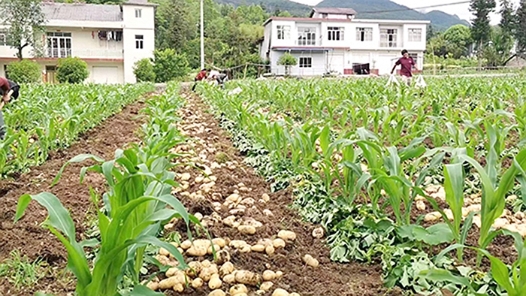 重庆巫溪：小洋芋成大产业，马铃薯变“致富薯”