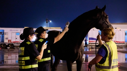 “人、马、物”高效通关杭州亚运会首批境外参赛马顺利运抵桐庐