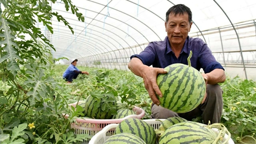  Take multiple measures at the same time to grasp the current agricultural production in Qiongjie County, Shannan City