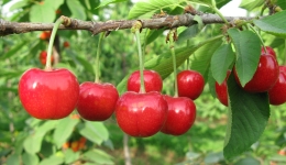 中国农科院培育出樱桃新品种“明5-5”