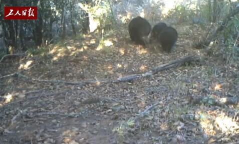  Three members of a black bear family in Yunnan Yongde Daxueshan National Nature Reserve under infrared camera