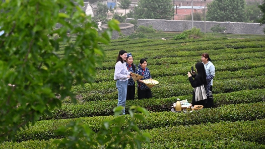  Rizhao, Shandong: Tea garden picking and live broadcast busy