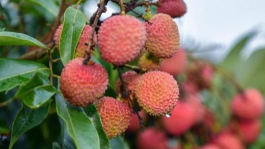  Litchi prices rise! Is it the weather that causes the output or "cutting the waist"?