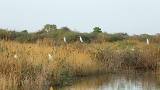 塔里木河湿地成鸟类栖息天堂