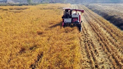 农业保险扩面提标护航粮食生产