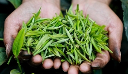  Market Observation | The tea industry needs to form the "tea+" effect