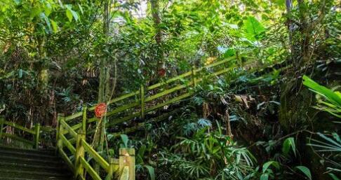  "Aerial rainforest" becomes a popular clocking place