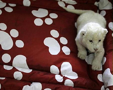 ��˹�����ʨ�̡����������� �·���˳С��ᡱ