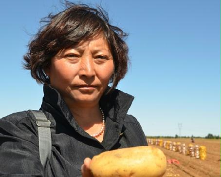 “土豆女王”王喜莲:土豆卖出水果价 带领乡亲走上致富路”