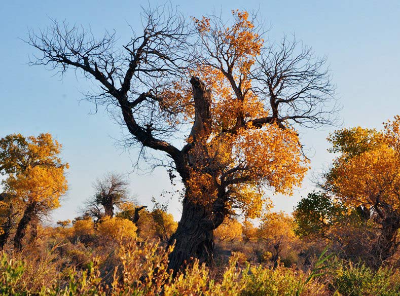 金秋十月新疆胡杨层林尽染”