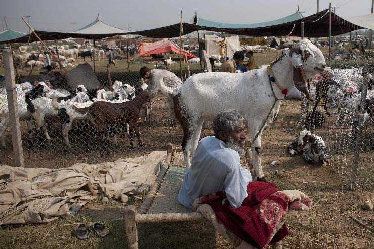 巴基斯坦准备迎接宰牲节”