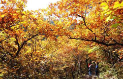 ��¡ɽɫ�ʰ����ͯ�����硱