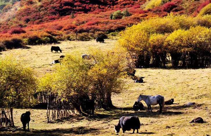 四川阿坝红原惹人醉”