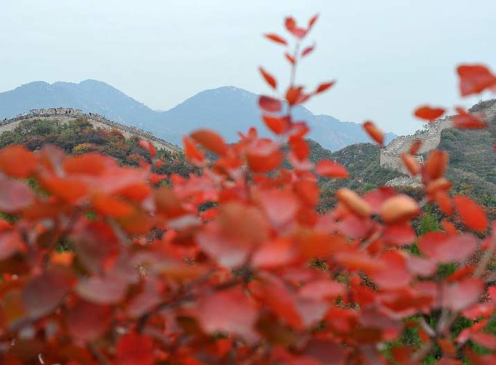 红叶映长城”