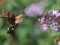 ���Ĳ��������������������˶���