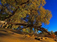 ������Ҵ��Į����չ����֮�ˡ�