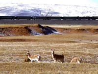 �����·����Ұ�������������Իָ���