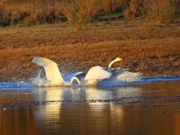 ��������½����ͺ��غ�����Ϸ��