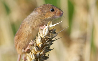 英国摄影师摄下鼠类萌动瞬间”