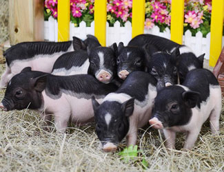 ����С�ߡ���������̬ũ��չ����������óǡ�